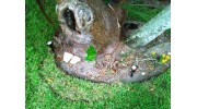 Landscape Lighting
